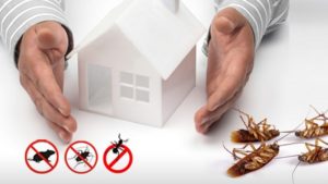 BEST PEST CONTROL TIPS FOR BED BUGS, COCKROACH AND FLIES