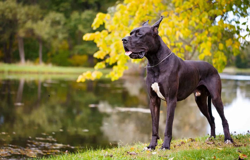 Wonderful Great Dane Dog Breed Info and Personality Traits
