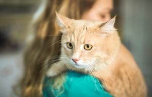 Top Tips On Treating A Cat For Heartworm