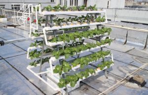 Easy Guide About Aeroponic Farming For Newbies