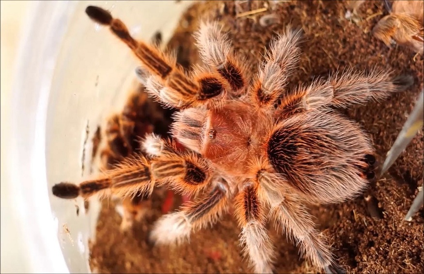 A Guide to Look After a Chilean Rose Tarantula