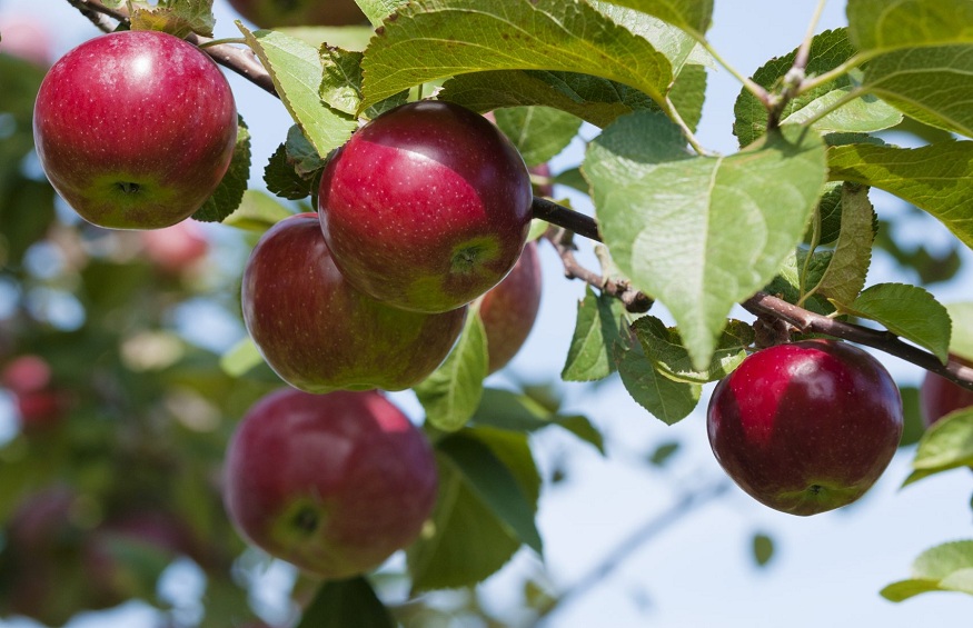 Tips For Planting Young Fruit Trees