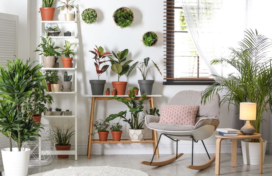 8 Best Plants For Home that Enhance Your Standard of Living